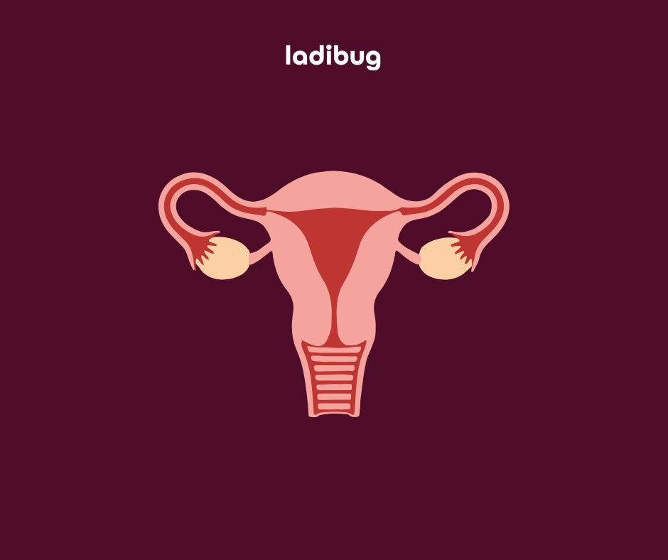 Quick Anatomy Lesson